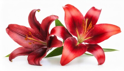 two wonderful red lilies isolated on white background including clipping path without shade