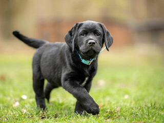 active black labrador retriever puppy dog, 8 weeks old, engaged outdoors in the meadow - obrazy, fototapety, plakaty