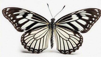 beautiful black white butterfly isolated on a white background
