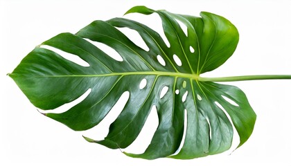 monstera deliciosa thai constellation leaf tropical plant isolated on white background clipping path included