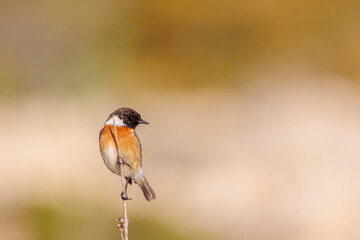 European Stonechat posing in a branch with clear background