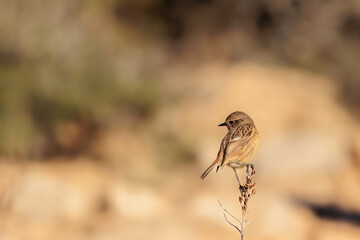 European Stonechat posing in a branch with clear background