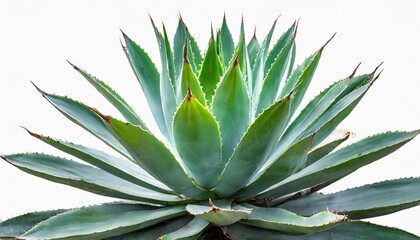 agave plant isolated on white background png file