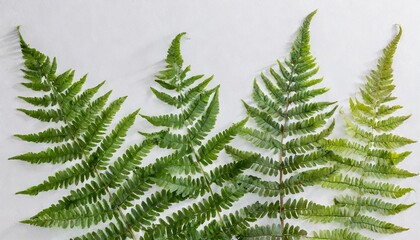 few fern stems with leaves on white background