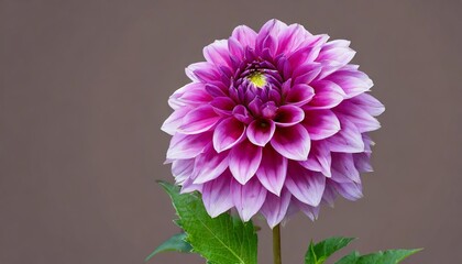 purple dahlia flower on isolated background with clipping path for design closeup transparent background nature