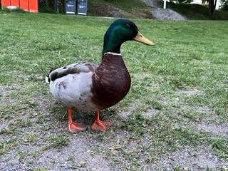 duck on the grass