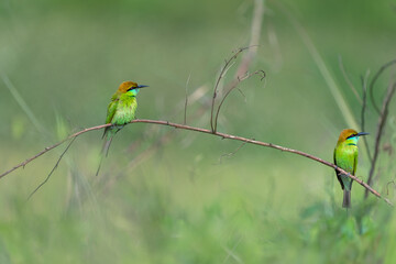 Green Bee eater or little green bee-eater ,Beautiful birds, Colorful birds in nature: red-headed bee-eater, red-billed hornbill, and green-winged kingfisher perched on branches