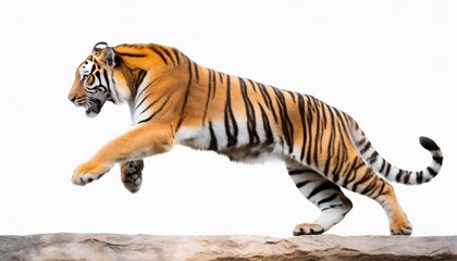 tiger jumping isolated on white