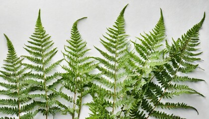 few fern stems with leaves on white background - obrazy, fototapety, plakaty