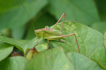 Closeup on an upland green bush-cricket, Tettigonia cantans sitting in vegetation