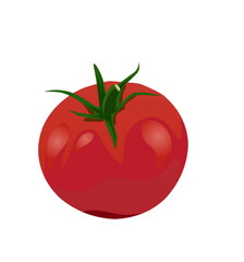 tomato illustration on a white background