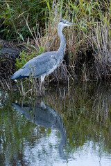 Graureiher am Anklamer Stadtbruch