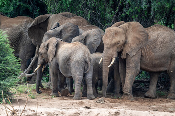 gray large African elephants in a large family with young offspring in the natural environment in a national park in Kenya