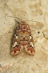 Closeup on a Pine Beauty owlet moth, Panolis flammea