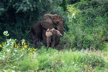 gray large African elephants in a large family with young offspring in the natural environment in a...