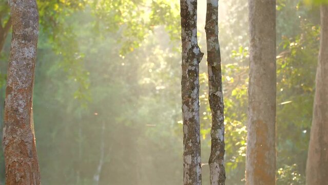 Sunlight filtering through forest trees. Nature and tranquility.