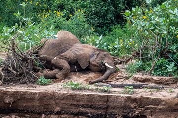 gray large African elephants in a large family with young offspring in the natural environment in a...