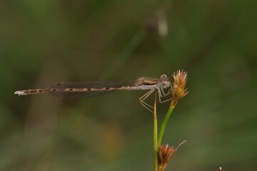 Closeup on the Common winter damselfly, Sympecma fusca perched in the vegetation