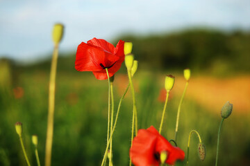Beautiful poppy background.