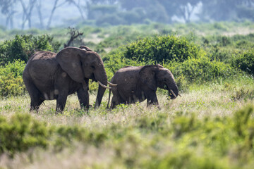 gray large African elephants in a large family with young offspring in the natural environment in a...