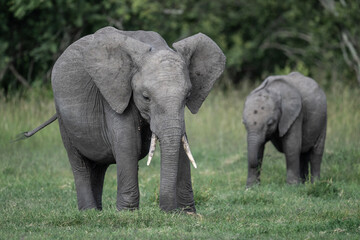 gray large African elephants in a large family with young offspring in the natural environment in a...
