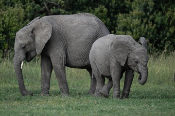 Naklejka premium gray large African elephants in a large family with young offspring in the natural environment in a national park in Kenya