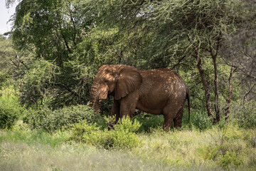 brown from red clay large African elephants in their natural environment in a national park in Kenya