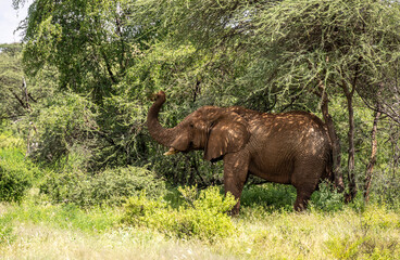 brown from red clay large African elephants in their natural environment in a national park in Kenya