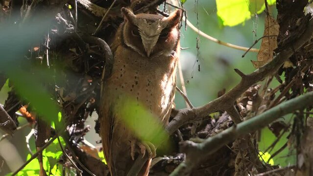 Oriental Bay Owl perched discreetly among dense foliage. Wildlife and nature.