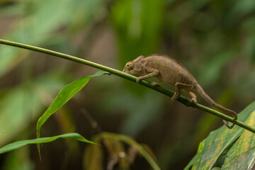 Madagascar Wildlife
