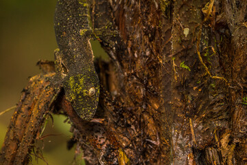 Madagascar Wildlife