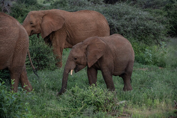 Naklejka premium brown from red clay large African elephants in their natural environment in a national park in Kenya