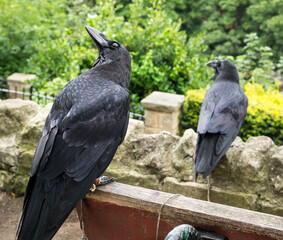 Ravens at Knaresborough Castle - North Yorkshire UK 
