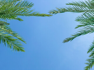 Date palm leaves on a blue sky background. Natural, summer background. Blue sky. It's a sunny,...