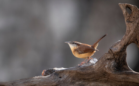 carolina wren
