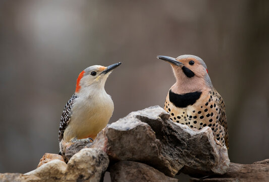 woodpecker and flicker on perch side by side