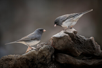 twp junco songbirds on perch in dramatic light
