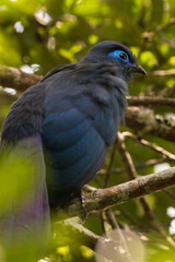 Madagascar Birdlife