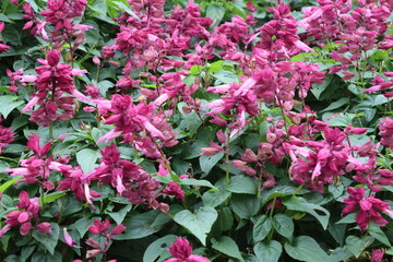 Beautiful pink blossom salvia flower.
