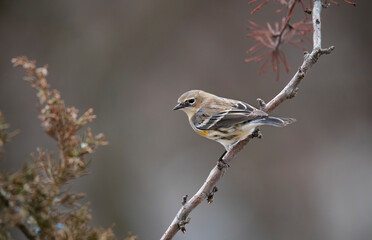 warbler on branch