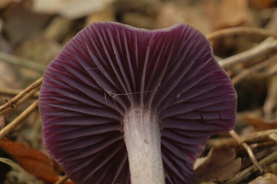 Closeup on the purple underside of an amethyst deceiver mushroom, Laccaria amethystina