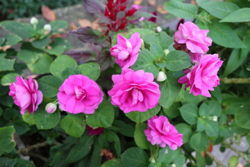 Beautiful pink rose Japanese camellia flowers.