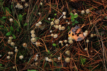 Tiny Mushrooms in a German Forest in Autumn
