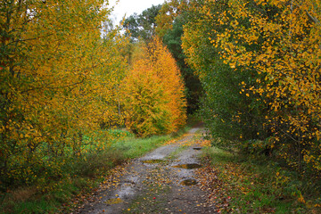 Obraz premium Woodland Path during a Rainy Day in Autumn in Germany 