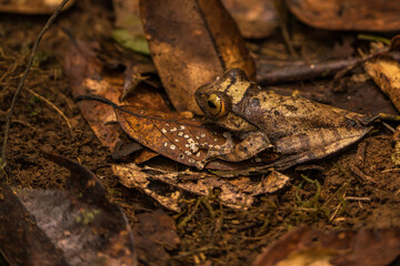 Fototapeta premium Frogs in Madagascar