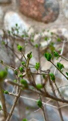 BROTES DE PRIMAVERA