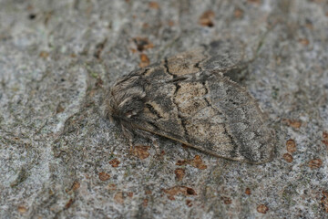 Closeup on the Dusky Marbled Brown, Gluphisia crenata sitting on wood