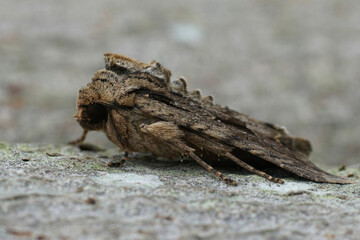 Closeup on the dark arches owlet moth, Apamea monoglypha, sitting on wood in the garden