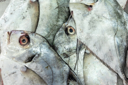 African pompano (Alectis ciliaris), pennant-fish, threadfin trevally, fresh caught fishes