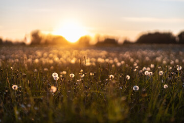 dandelions in sunset